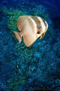 maldivian batfish swims sideways over reef with blue stri... by Boris Pamikov 